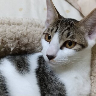 おもちゃ遊びが大好き！可愛いれんげちゃん♀