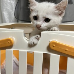 第183回　にゃん☆ぴーす猫譲渡会 サムネイル2