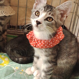 可愛いのんの毎週日曜日にゃんぴーす譲渡会参加中