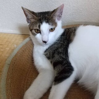 元気ななずなちゃん♀綺麗な毛並みの美人さん！