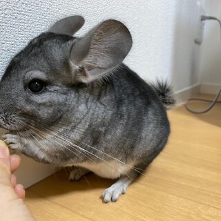 チンチラ♀2歳の里親募集です
