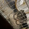 チンチラ♀2歳の里親募集です サムネイル2