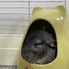チンチラ♀2歳の里親募集です サムネイル3