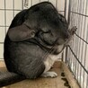 チンチラ♀2歳の里親募集です サムネイル4