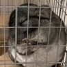 チンチラ♀2歳の里親募集です サムネイル5