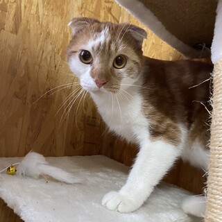 大人しいかわいいスコくん