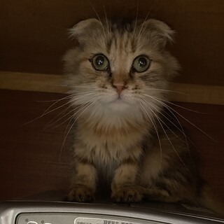 大人しくて仕草のかわいいスコちゃんたち