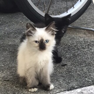 3ヶ月ほどの仔猫 2匹（黒と白黒）＆黒ママ2歳ほど