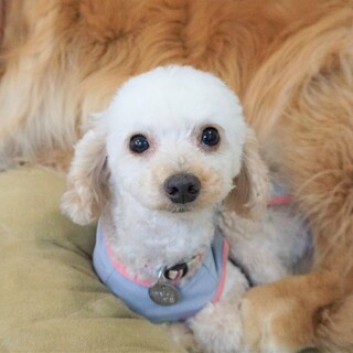 元気いっぱい！トイ・プー」兵庫県 - 犬の里親募集(412721