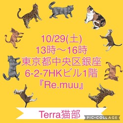 Terra里親会猫部