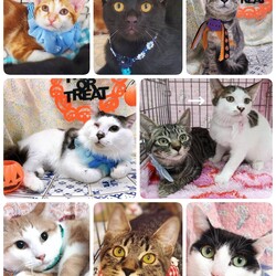 ねこざんまい譲渡会@東日本橋 サムネイル2