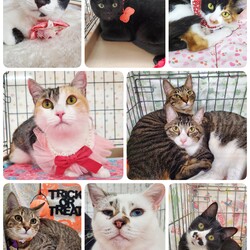 ねこざんまい譲渡会@東日本橋 サムネイル3