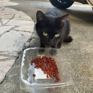 【急募】10月27日朝まで！　推定2歳の美人さん