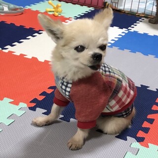 チワワ　男の子　なみへい君