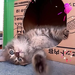 もふもふ仔猫のマーシャ、2ヶ月の女の子！