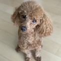 【家族が出来ました！】一歳半のトイ・プードルちゃん