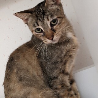 とても、かしこい野良猫ちゃんです❗