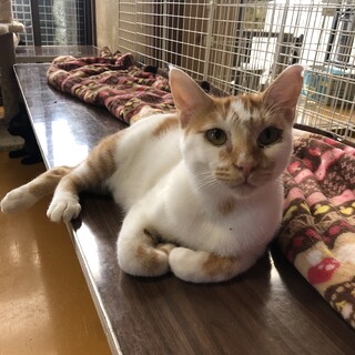 ありがとうございました★茶白のキラリくん