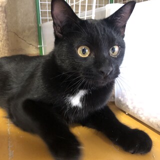 ありがとうございました★こぐまのような　黒猫くん