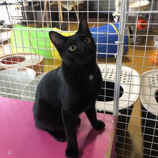 ありがとうございました★可愛いボブテールの黒猫くん
