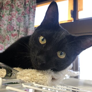 ありがとうございました★甘えさせて黒猫バナナ君