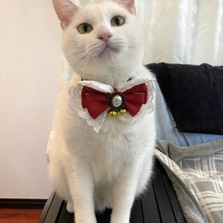 【5/21東銀座】ましゅちゃん3歳♪