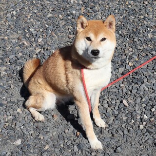 きれいな赤の美人のお姉さんです。