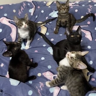 ガリガリ子猫を保護しました！