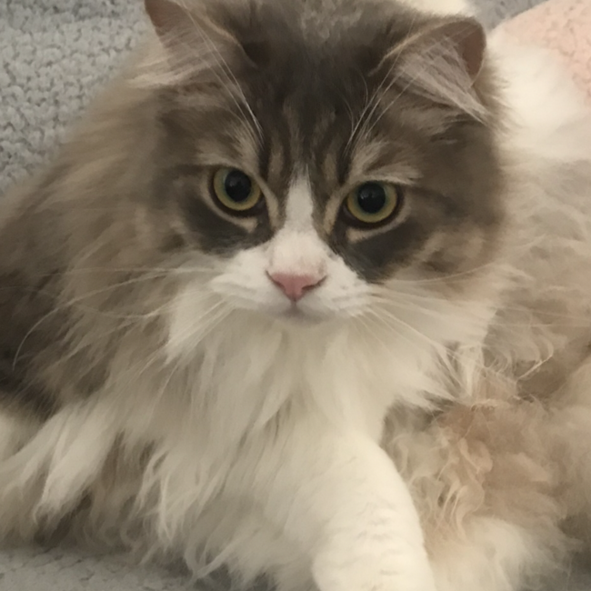 まへのカバー写真