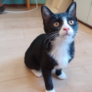 10/30譲渡会！元気でなつこいハチワレ姫３ヶ月