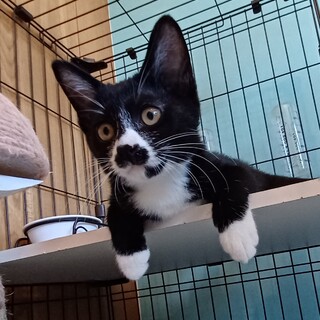 10/30譲渡会！人懐こいパワフルハチワレちゃん