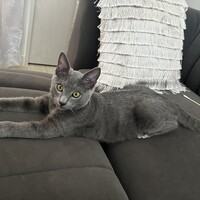 オビ＝ニャン
