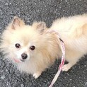 ポメラニアン　♀　うぶ