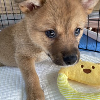 ころころ可愛い！男の子(龍月）くん