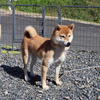 元気いっぱいの　　やや小ぶりな女の子