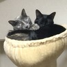 なほっちょ