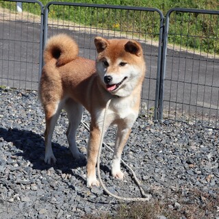 濃い赤の可愛い犬です