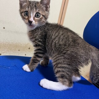素敵なご家族に迎えていただけました ☆太陽くん