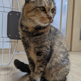 どっしりまん丸がかわいいウミちゃん