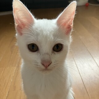 可愛くて穏やかな白子猫マカナちゃん＠3か月