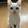 可愛くて穏やかな白子猫マカナちゃん＠3か月 サムネイル2