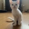 可愛くて穏やかな白子猫マカナちゃん＠3か月 サムネイル3