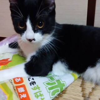 ゴロゴロ、スリスリちゃんのトキくん