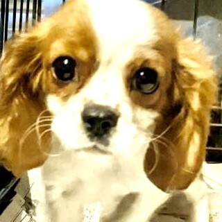 キャバリア3ヶ月