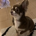 可愛くて人懐っこいチワワの女の子れんげちゃんです