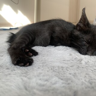 黒猫の子猫ちゃん