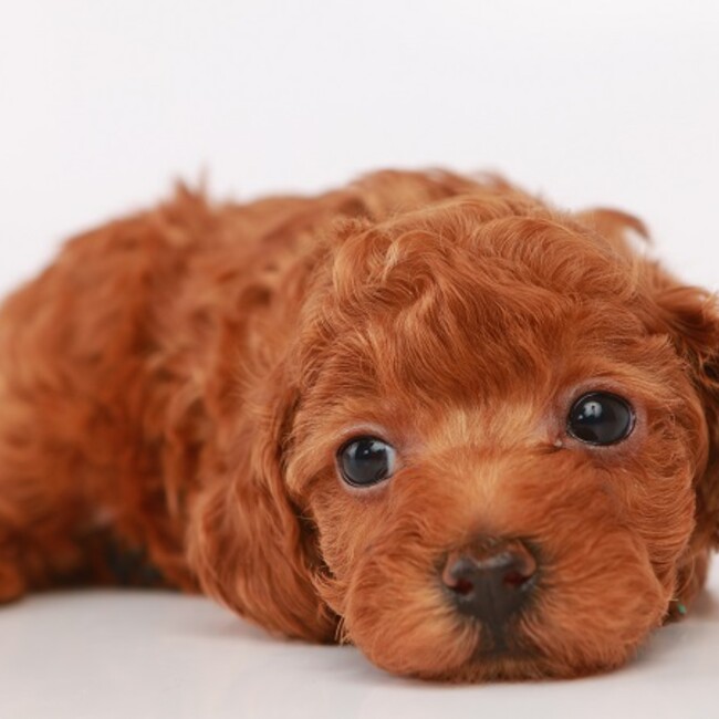 ムギちゃんママのカバー写真