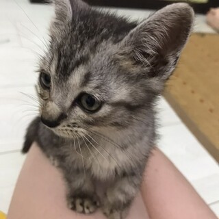 イヌと暮らせる仔猫です【1番手面会予定】