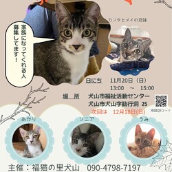 ねこの譲渡会＠犬山市福祉活動センター