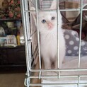 ふわふわマシュマロくん(決定しました)